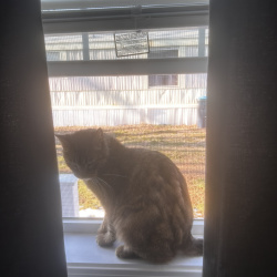 {petName}, a Light-brown, Tan, Brown, Dark-brown, Rust, Red Domestic Mediumhair Mix Cat