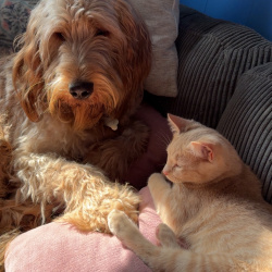 {petName}, a Red, Tan, Cream Irish Setter - Golden Retriever Dog
